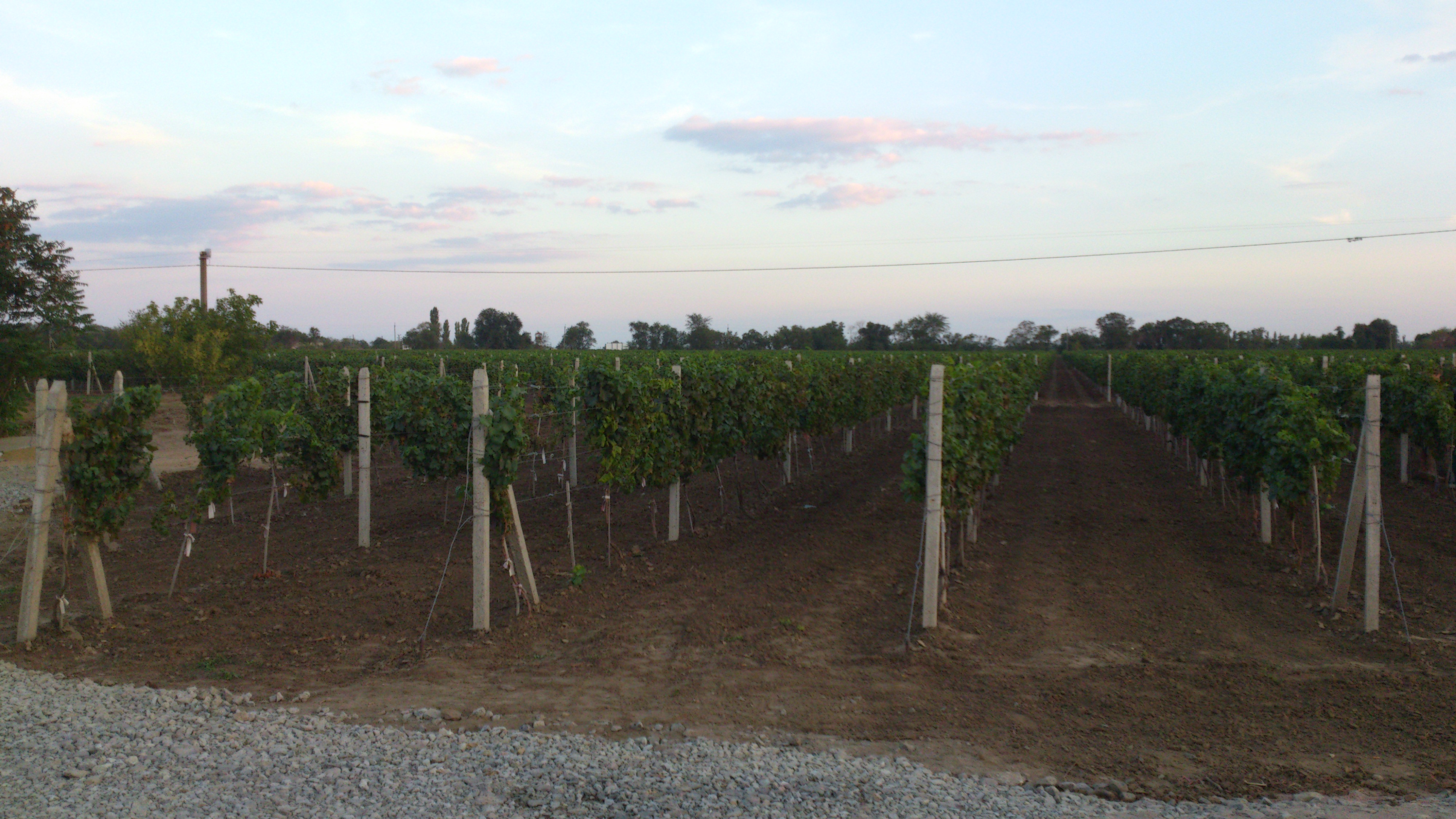 Vignes en 2012, plus de 1'100 hectars !